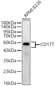 CD177 Rabbit mAb