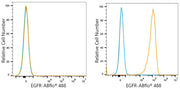 ABflo® 488 Rabbit anti-Human EGFR mAb