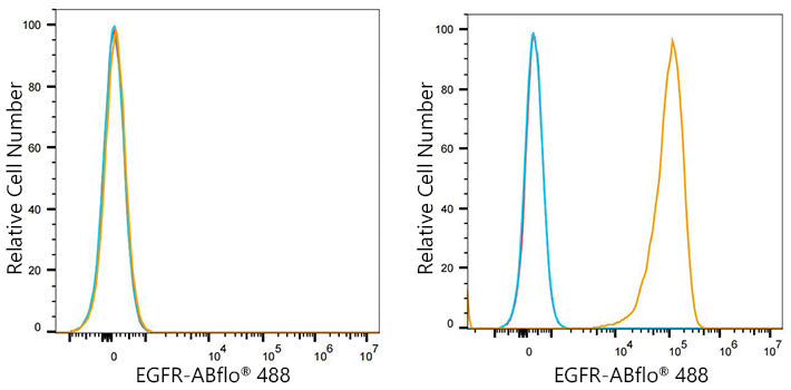 ABflo® 488 Rabbit anti-Human EGFR mAb