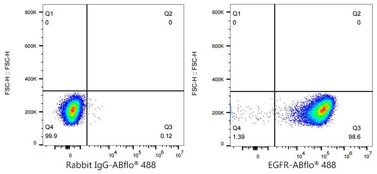ABflo® 488 Rabbit anti-Human EGFR mAb