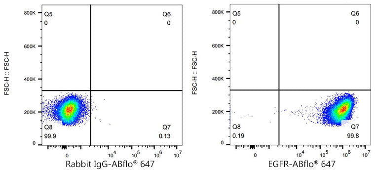 ABflo® 647 Rabbit anti-Human EGFR mAb