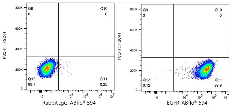 ABflo® 594 Rabbit anti-Human EGFR mAb
