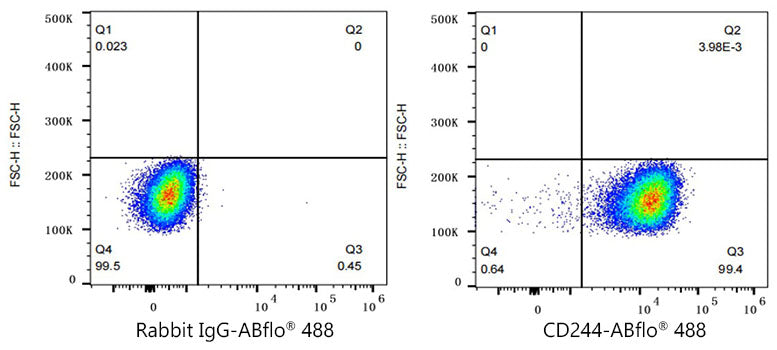 ABflo® 488 Rabbit anti-Human CD244/2B4 mAb