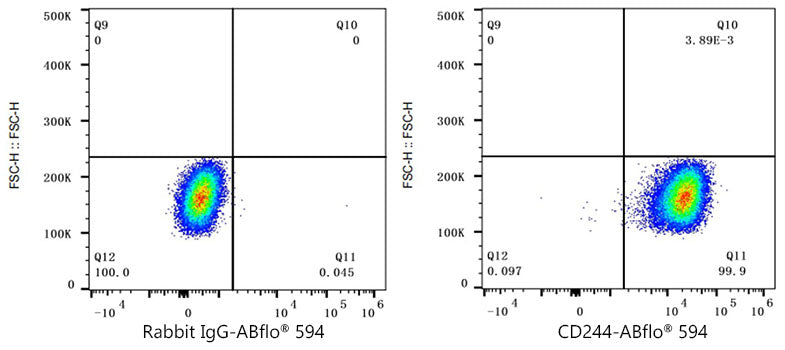 ABflo® 594 Rabbit anti-Human CD244/2B4 mAb