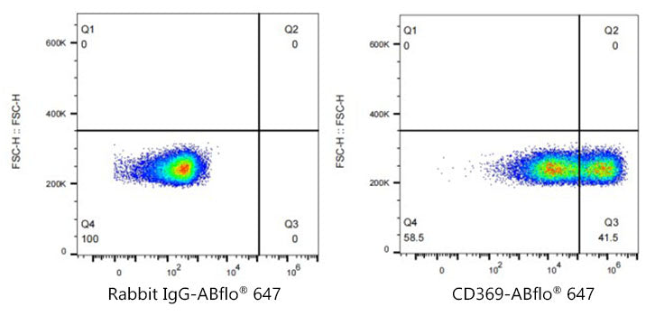 ABflo® 647 Rabbit anti-Human CD369/Dectin-1 mAb