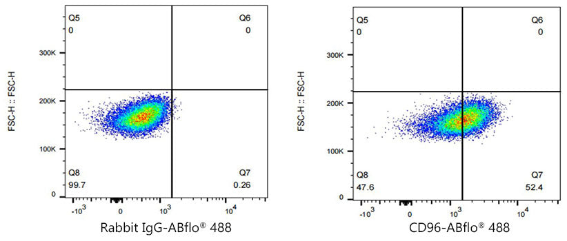 ABflo® 488 Rabbit anti-Human CD96/TACTILE mAb