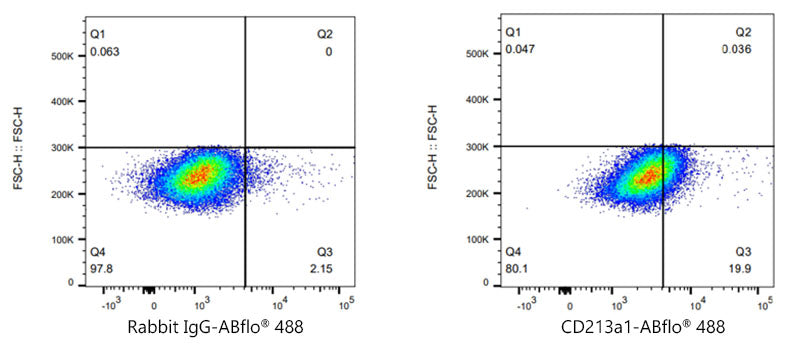 ABflo® 488 Rabbit anti-Human CD213a1/IL-13Rα1 mAb