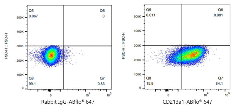 ABflo® 647 Rabbit anti-Human CD213a1/IL-13Rα1 mAb