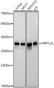 PPP1CA Rabbit mAb