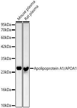 Apolipoprotein A1/APOA1 Rabbit mAb