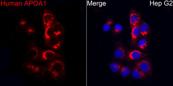 Apolipoprotein A1/APOA1 Rabbit mAb