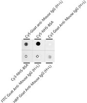 Cy5 Rabbit mAb