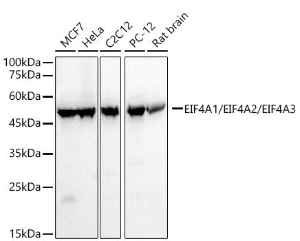EIF4A1/EIF4A2/EIF4A3 Rabbit mAb