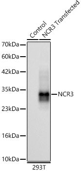 NCR3 Rabbit mAb