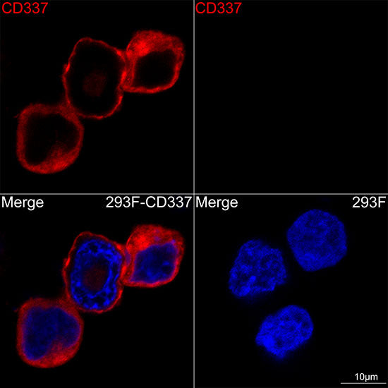 NCR3 Rabbit mAb