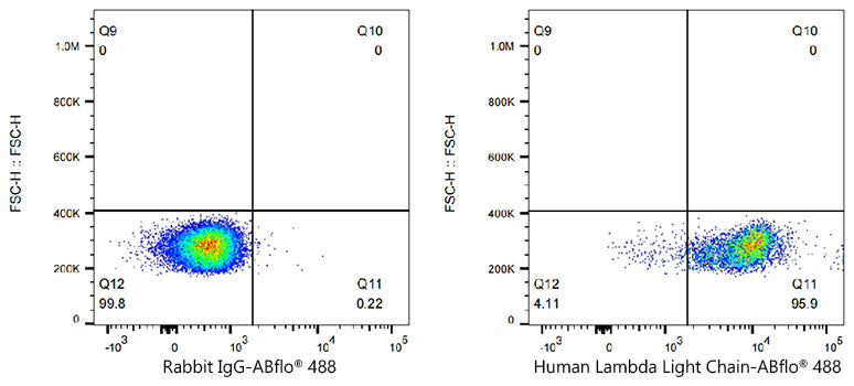 ABflo® 488 Rabbit anti-Human Lambda Light Chain mAb