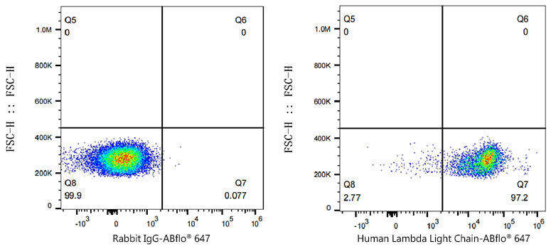ABflo® 647 Rabbit anti-Human Lambda Light Chain mAb