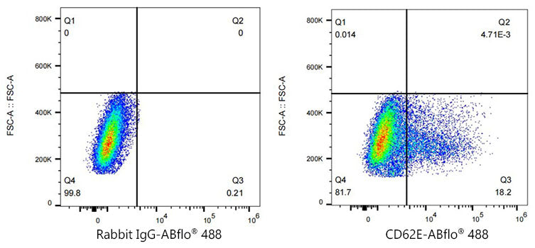 ABflo® 488 Rabbit anti-Human CD62E/E-Selectin mAb