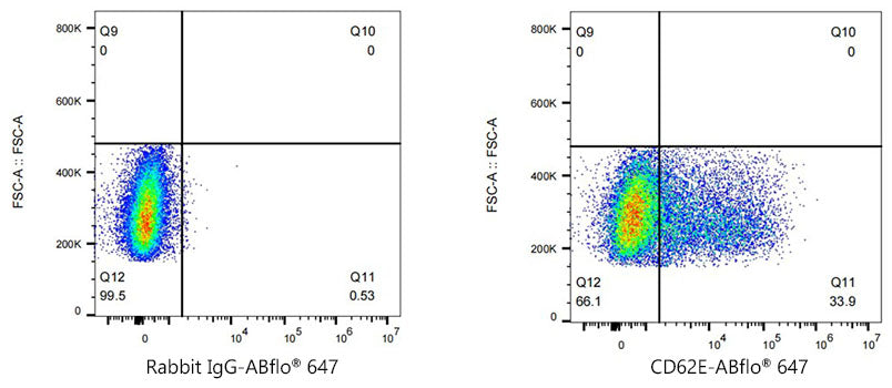 ABflo® 647 Rabbit anti-Human CD62E/E-Selectin mAb