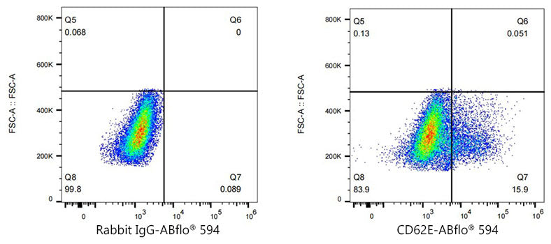 ABflo® 594 Rabbit anti-Human CD62E/E-Selectin mAb
