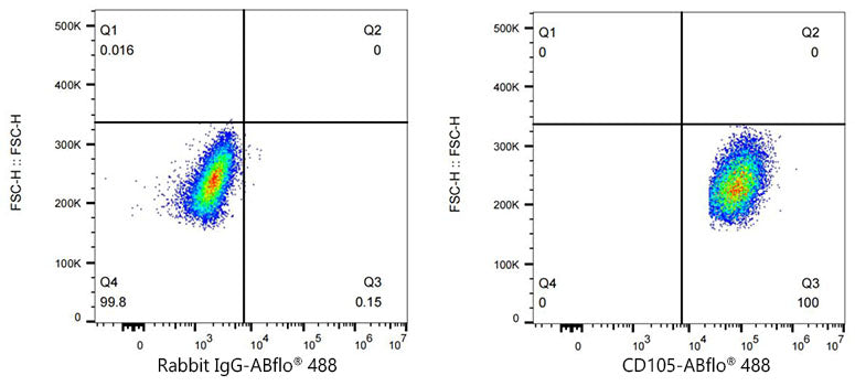 ABflo® 488 Rabbit anti-Human CD105/Endoglin mAb