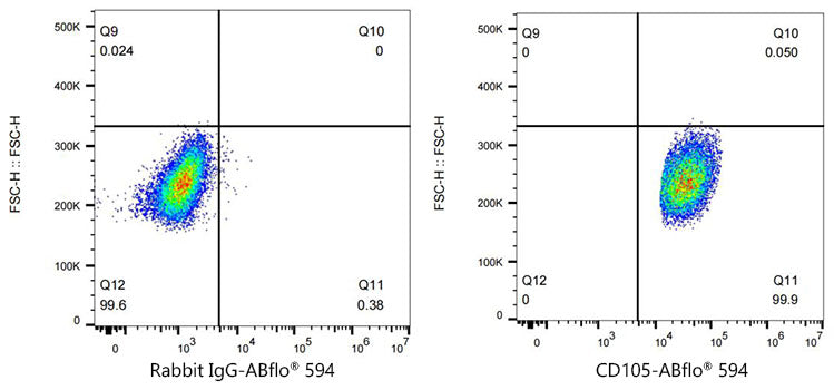 ABflo® 594 Rabbit anti-Human CD105/Endoglin mAb