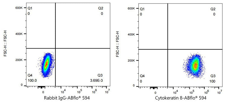 ABflo® 594 Rabbit anti-Human Cytokeratin 8 mAb