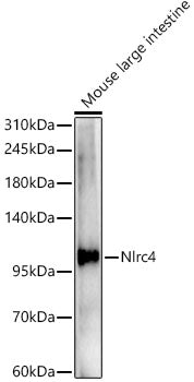 NLRC4 Rabbit pAb