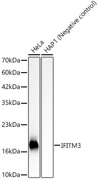 IFITM3 Rabbit mAb