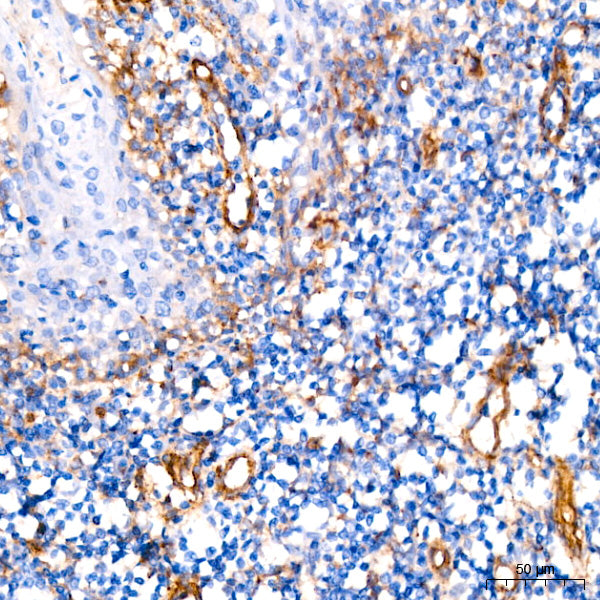 IFITM3 Rabbit mAb