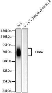 CD84 Rabbit mAb