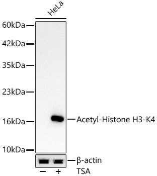 Acetyl-Histone H3-K4 Rabbit mAb