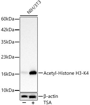 Acetyl-Histone H3-K4 Rabbit mAb
