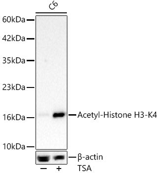 Acetyl-Histone H3-K4 Rabbit mAb