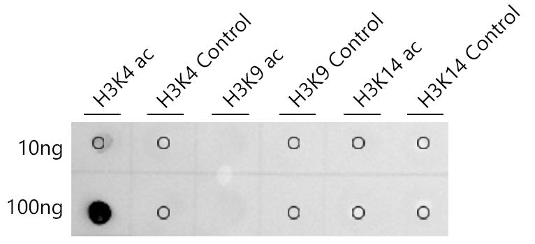 Acetyl-Histone H3-K4 Rabbit mAb