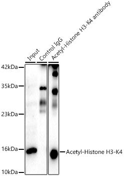 Acetyl-Histone H3-K4 Rabbit mAb