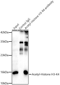Acetyl-Histone H3-K4 Rabbit mAb