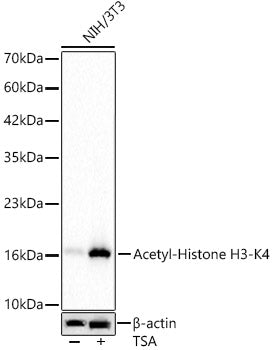 Acetyl-Histone H3-K4 Rabbit mAb