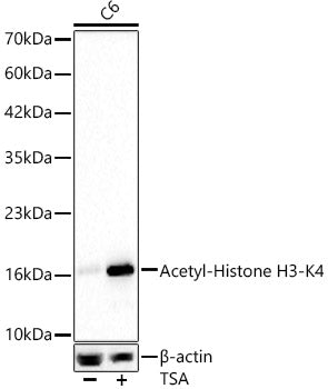 Acetyl-Histone H3-K4 Rabbit mAb