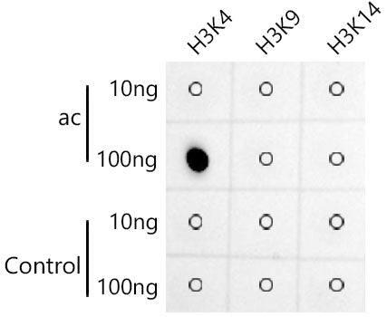 Acetyl-Histone H3-K4 Rabbit mAb