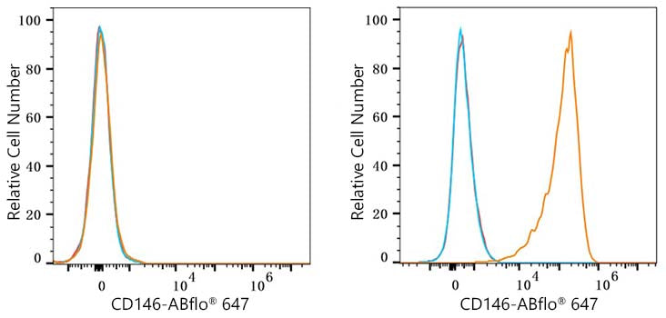 CD146 Rabbit mAb