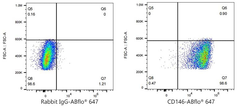 CD146 Rabbit mAb