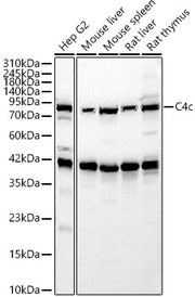 C4c Rabbit pAb
