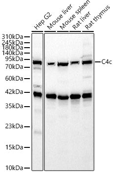 C4c Rabbit pAb