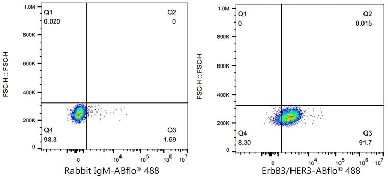 ABflo® 488 Rabbit anti-Human ErbB3/HER3 mAb