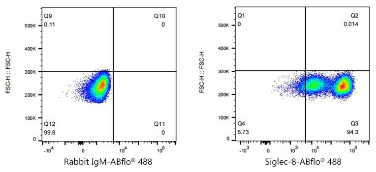 ABflo® 488 Rabbit anti-Human Siglec-8 mAb