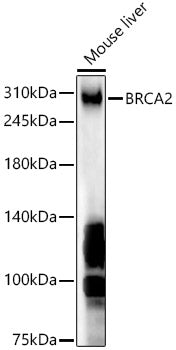 BRCA2 Rabbit pAb