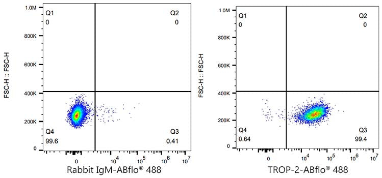 ABflo® 488 Rabbit anti-Human TROP-2 mAb
