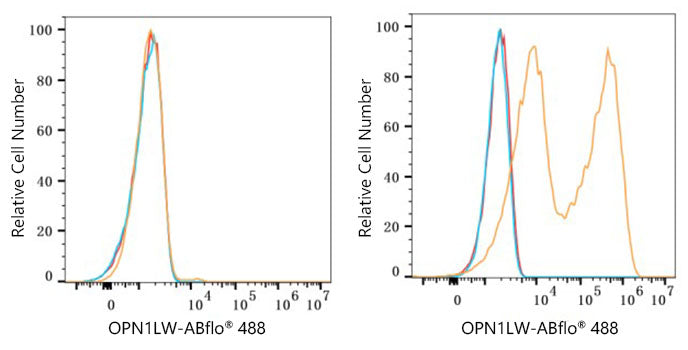 ABflo® 488 Rabbit anti-Human OPN1LW/OPN1MW mAb