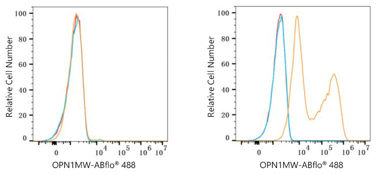 ABflo® 488 Rabbit anti-Human OPN1LW/OPN1MW mAb